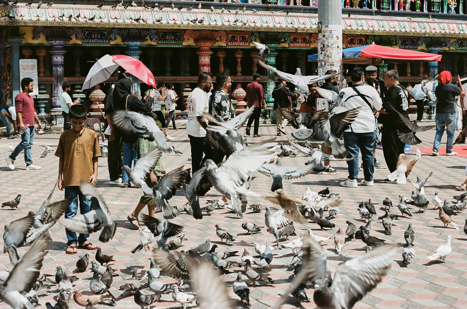 Boy standing calmly among a flock of pigeons in a temple courtyard, Malaysia